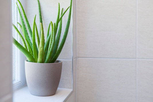 Indoor Plants for Absolute Beginners (UK Guide)