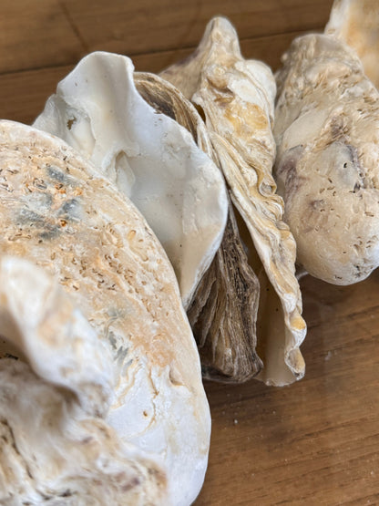 Clam Shells Garland Wall Hanging